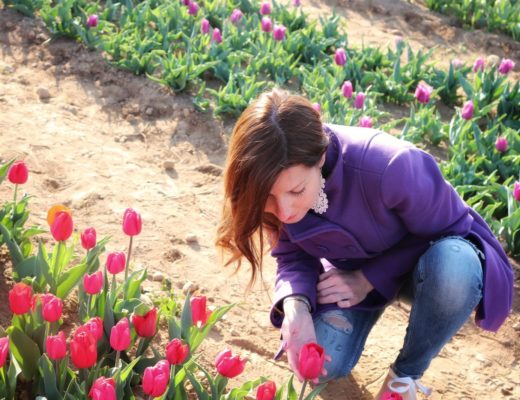 I tulipani di Arese