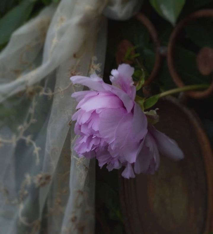 Peonia_violagigli