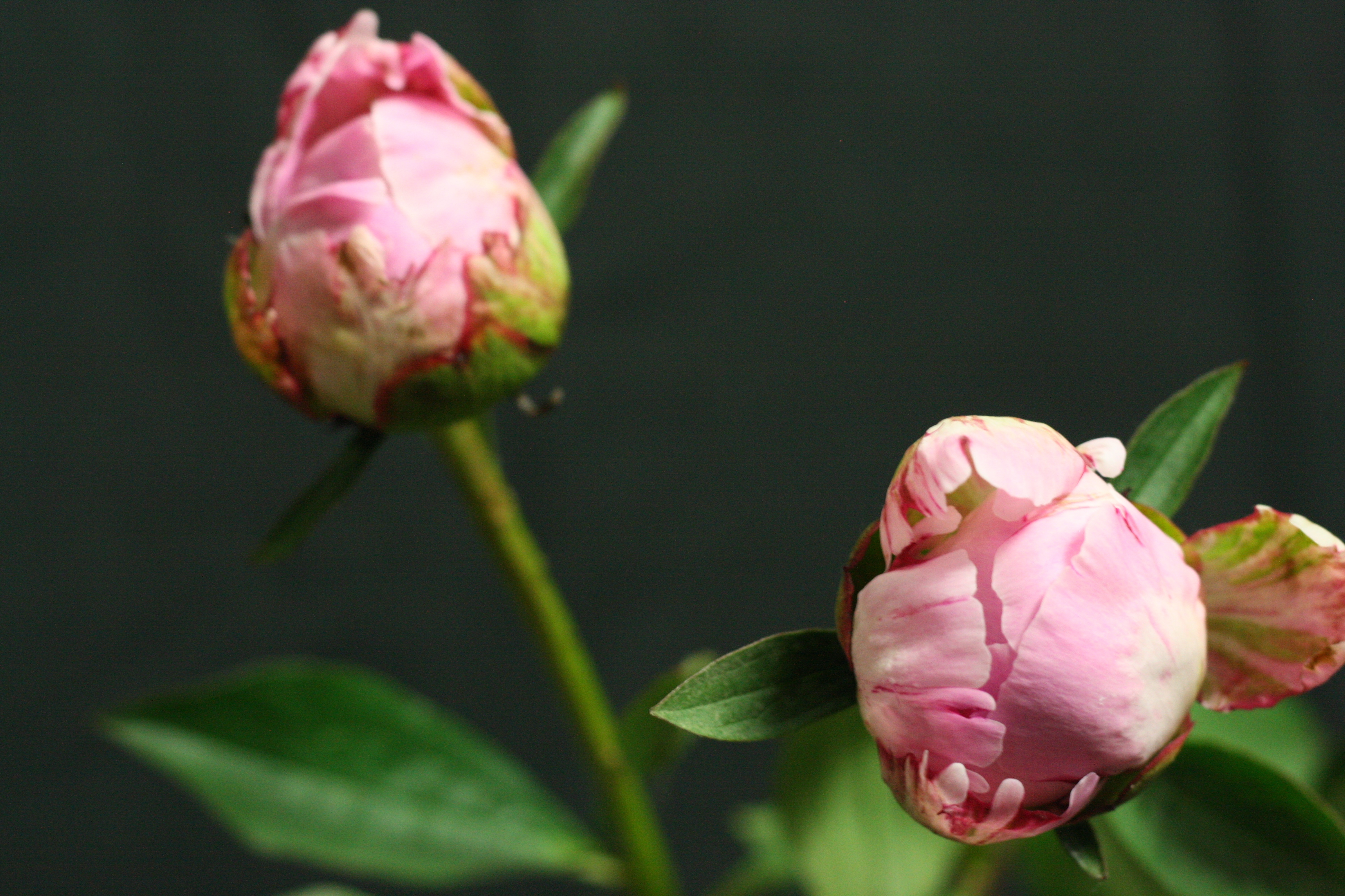 Peonie Boccioli