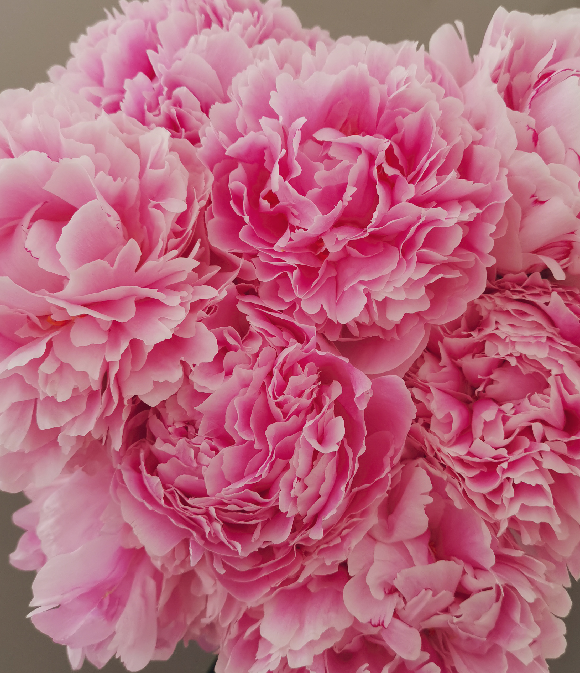 Peonie_abbraccio