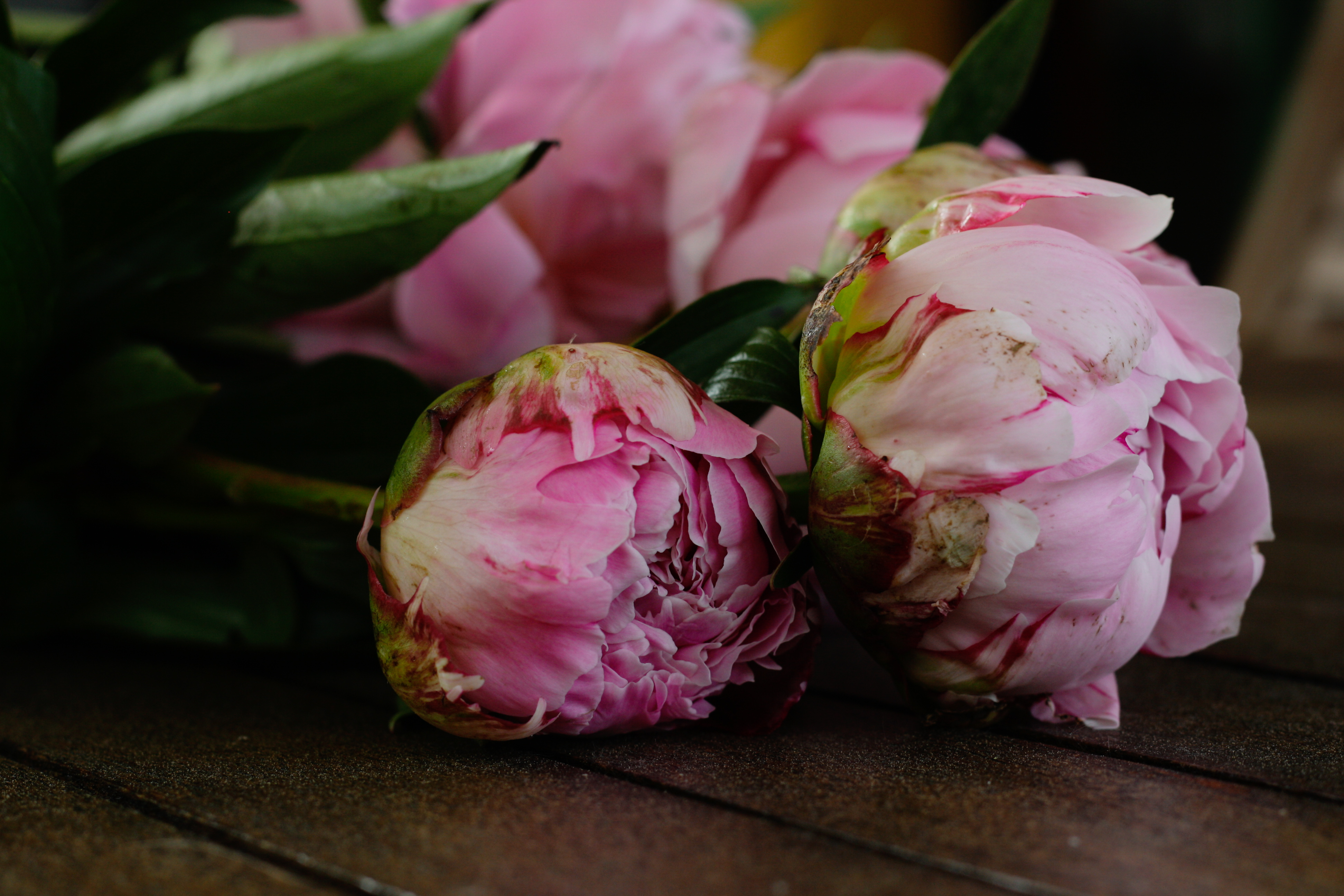 Peonie Boccioli